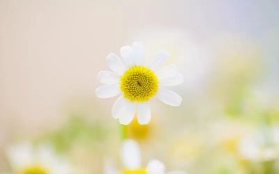 泡泡的科学教案优质6篇