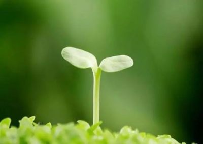 语文七年级教案8篇