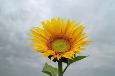 疫情中思想汇报5篇