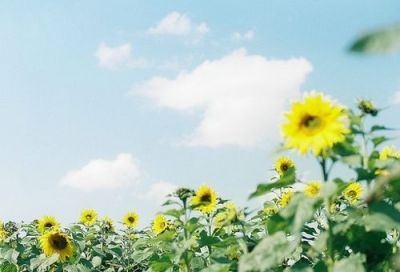 四年级《海上日出》教案7篇